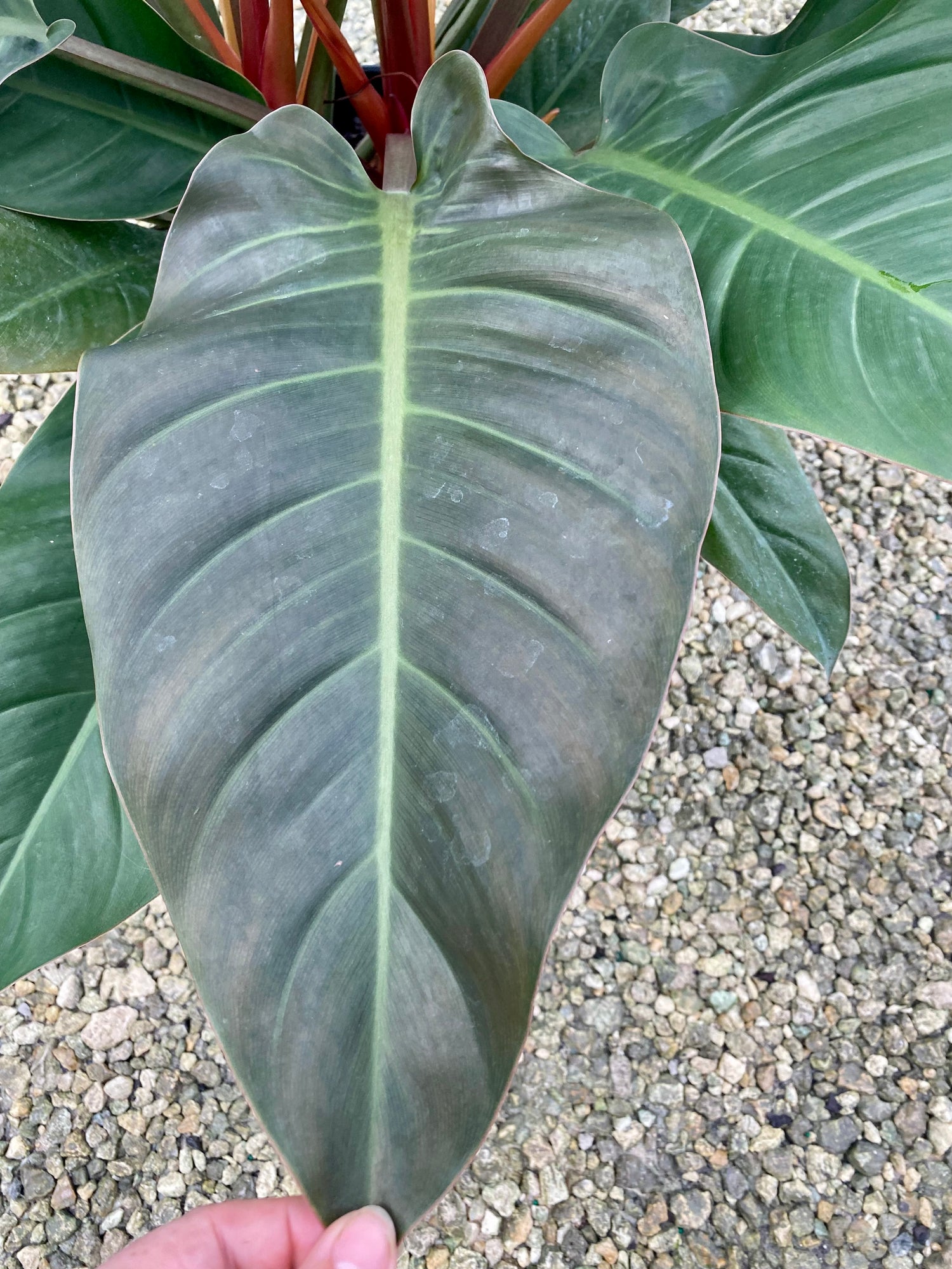 Philodendron Imperial Red, 10” pot