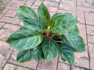 Aglaonema Princess Silver Queen, 10" pot