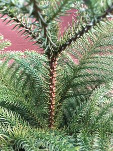 Norfolk Island pine, 10” pot