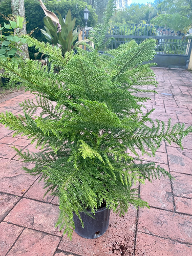 Norfolk Island pine, 10” pot