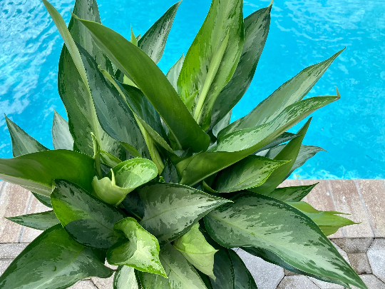silverado aglaonema Aglaonema Silverado, 10" pot – Green Millennium