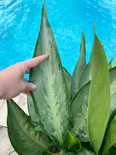 aglaonema silverado care Aglaonema Silverado, 10" pot – Green Millennium