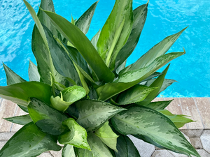 Aglaonema Silverado, 10" pot