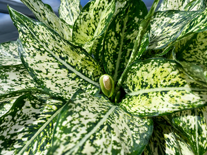 Aglaonema Spring Snow, 8" pot