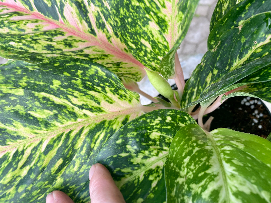 Aglaonema Two-Tone, 6&quot; pot