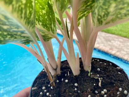 Aglaonema Two-Tone, 6&quot; pot