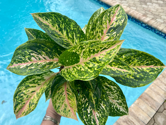 Aglaonema Two-Tone, 6&quot; pot